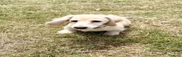 Miniature Dachshund dogs for sale: Re available due to let down kc cream - Advert 7