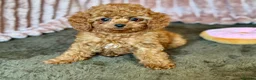 Cavapoo dogs for sale: Adorable teddy bear toy cavapoo health checked - Advert 9