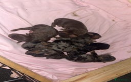 Jackapoo dogs for sale: 🐶🐾 F1 Minature Jackapoos 🐶🐾 - Image 3