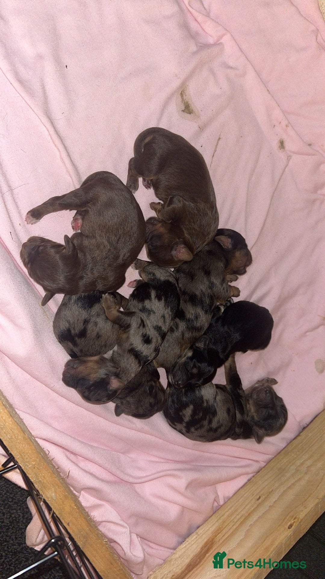 Jackapoo dogs for sale: 🐶🐾 F1 Minature Jackapoos 🐶🐾 - Image 3