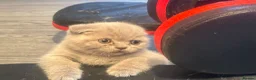 British Shorthair cats for sale: British short hair fold  - Advert 8