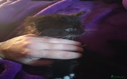 Mixed Breed cats for sale: 6 week old kittens looking for forever home - Image 6