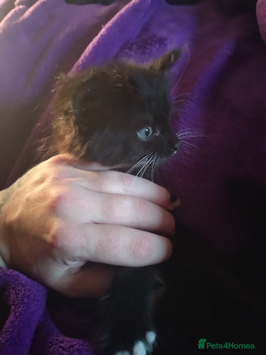 Mixed Breed cats for sale: 6 week old kittens looking for forever home - Image 6