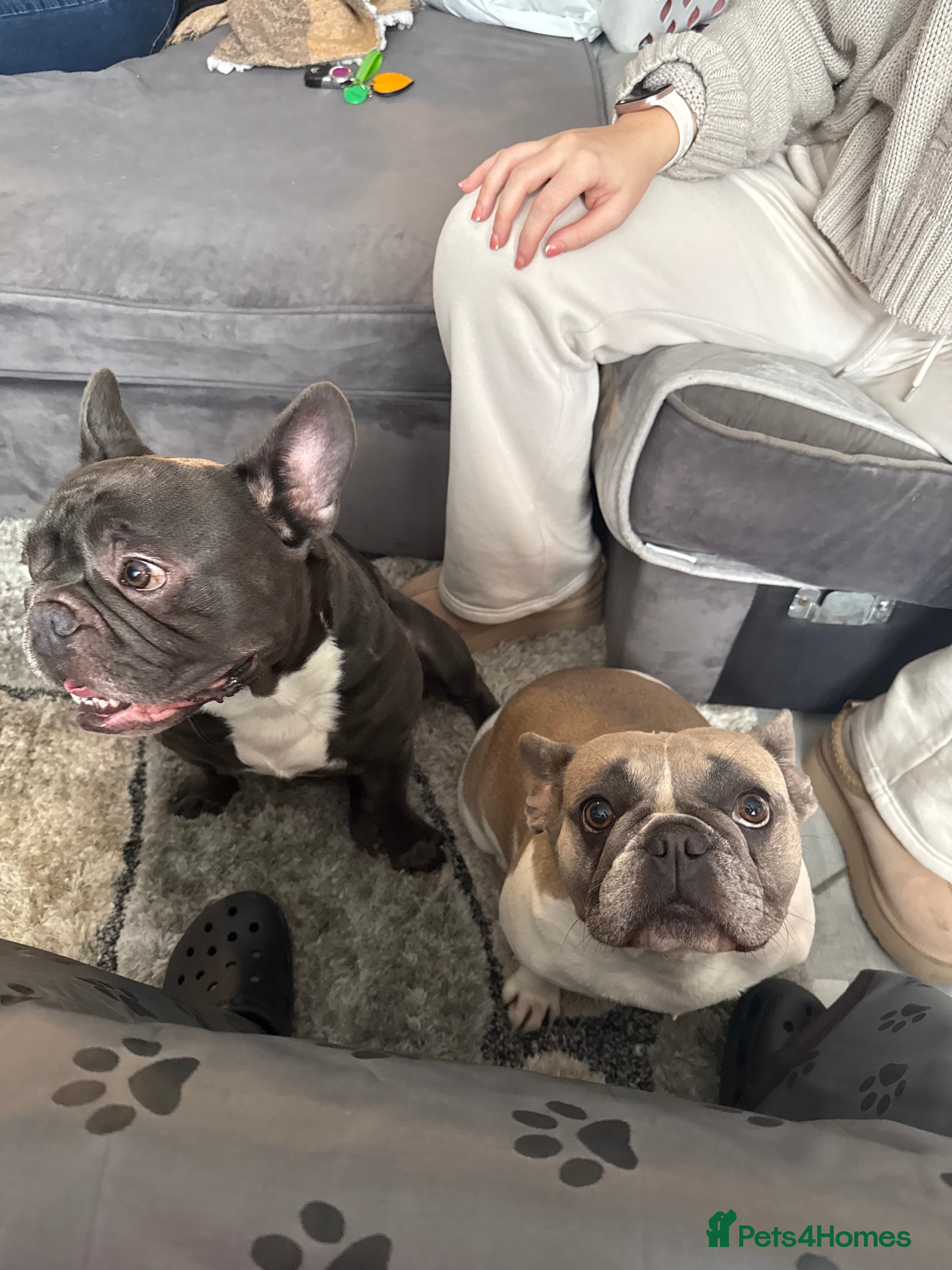 French Bulldog dogs 5 female French Bulldog –11 weeks old💙 🐾 - Advert 1