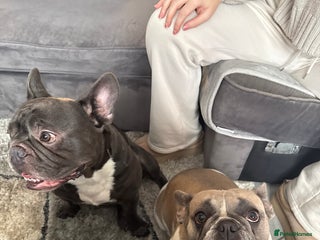 French Bulldog dogs 5 female French Bulldog –11 weeks old💙 🐾 - Advert 1