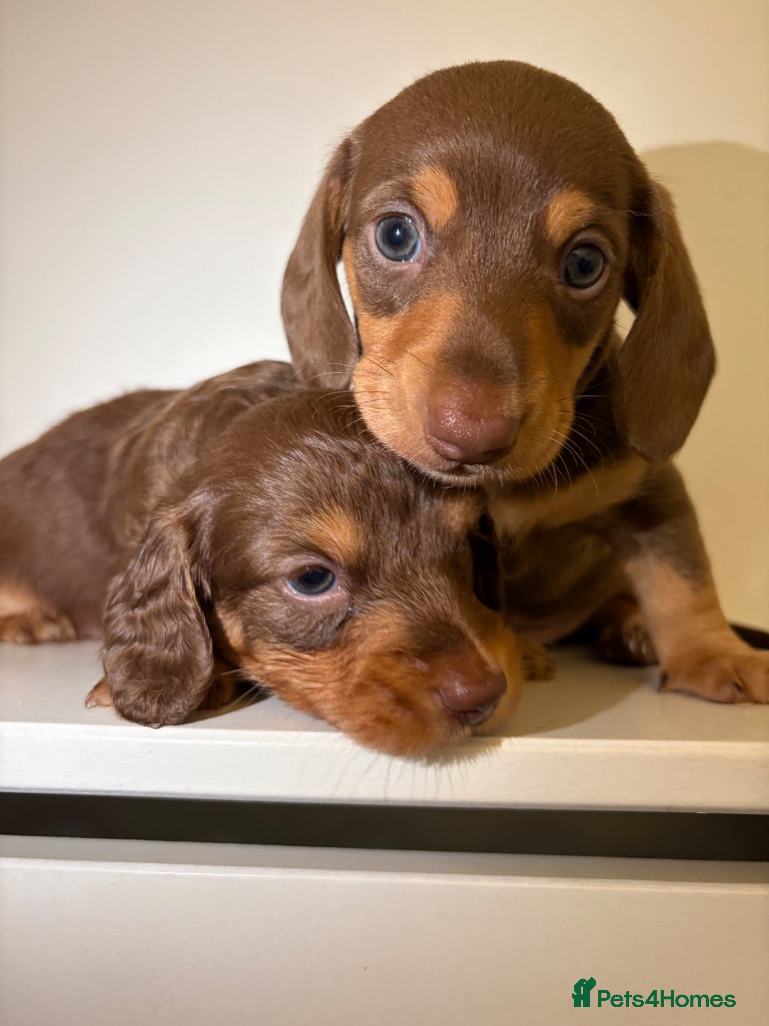 Miniature Dachshund dogs KC Mini Dachshunds – 2 Boys, 1 Dapple Girl - Advert 5
