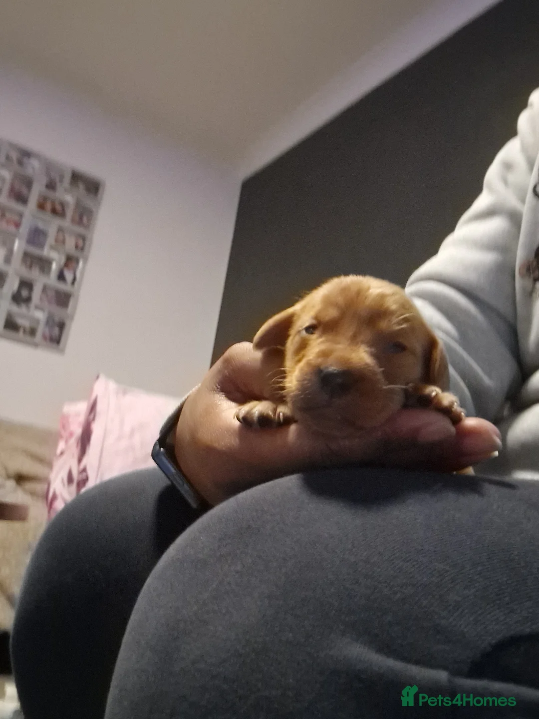 Labrador Retriever dogs for sale: Ready Now! Beautiful Red Fox Labrador Puppies - Advert 36