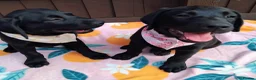 Labrador Retriever dogs for sale: 🐾 ONLY 2 BOYS LEFT – READY FOR FOREVER HOMES! ❤️ - Advert 5