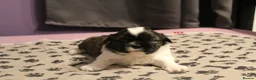 Shih Tzu dogs for sale: LOVELY SHIH TZU PUPPIES  - Advert 18