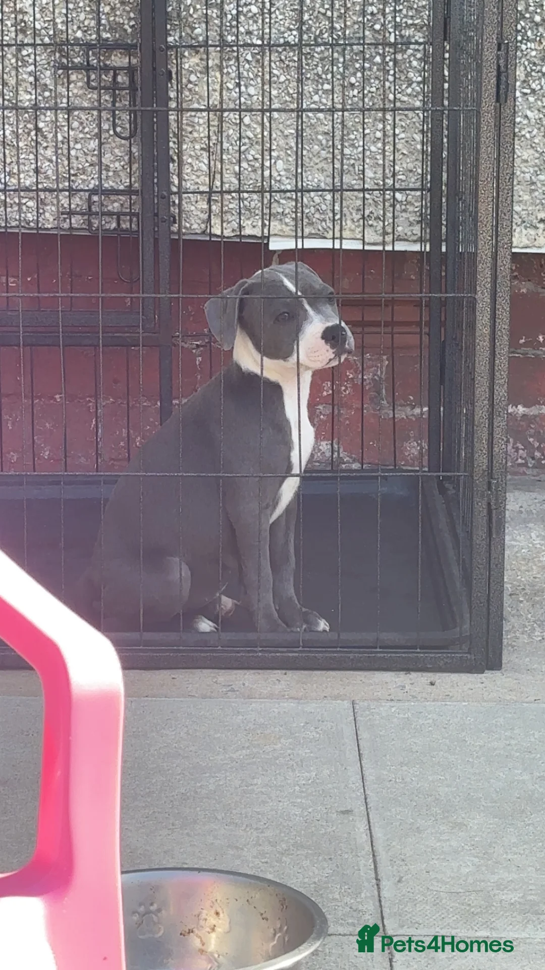 Staffordshire Bull Terrier dogs for sale: Beautiful staff pups - Advert 2