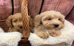 Cockapoo dogs for sale: Beautiful Cockapoo pups looking for forever homes in Treharris - Image 6