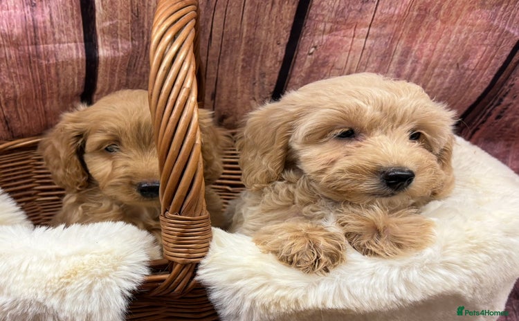 Cockapoo dogs in Treharris - Advert 1