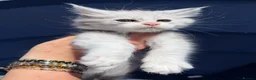 Maine Coon cats for sale: Maine Coons with Tests, Papers, Vet Checks & Vacc. - Advert 13