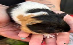 Guinea Pig rodents for sale: Guinea Pigs in Saxmundham - Image 2