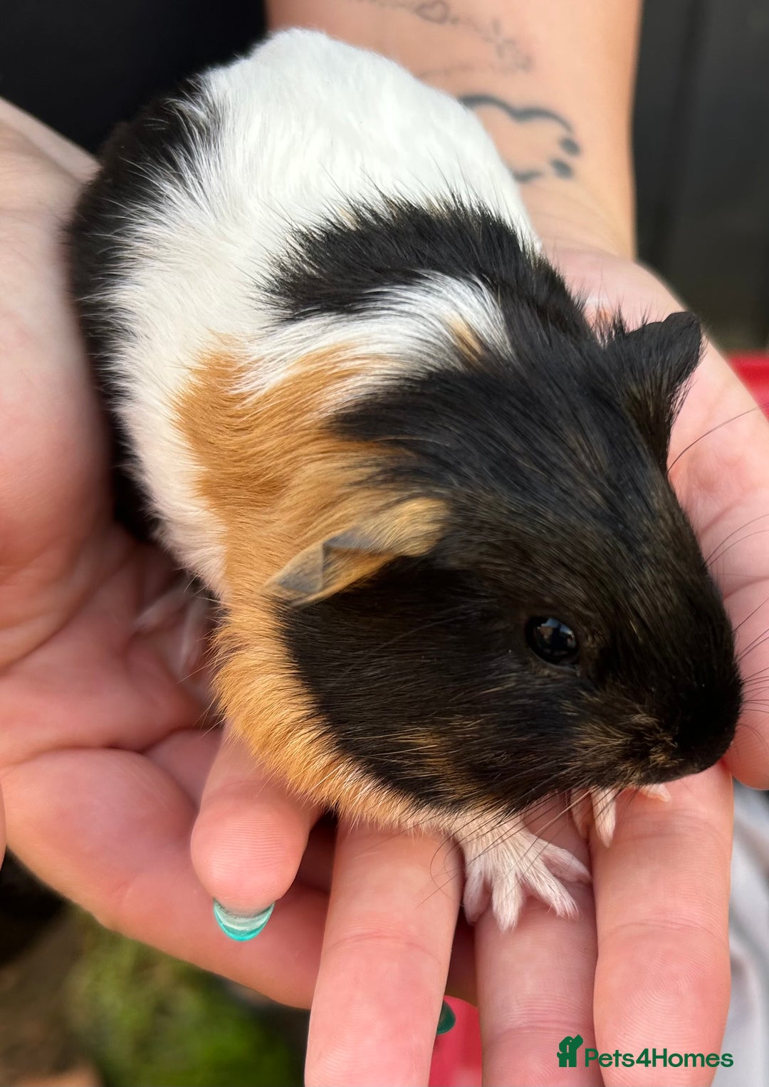 Guinea Pig rodents for sale: Guinea Pigs in Saxmundham - Image 2