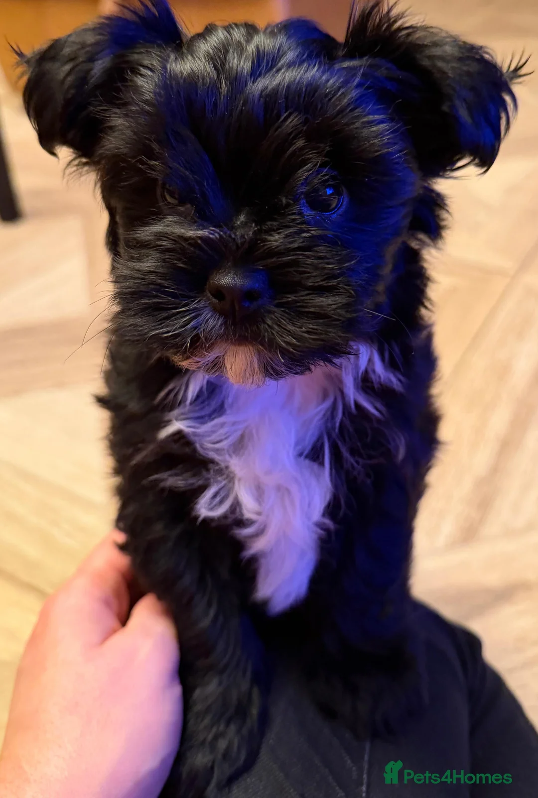 Yorkshire Terrier dogs for sale: Black Yorkie - Advert 1