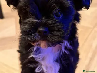 Yorkshire Terrier dogs Black Yorkie - Advert 3