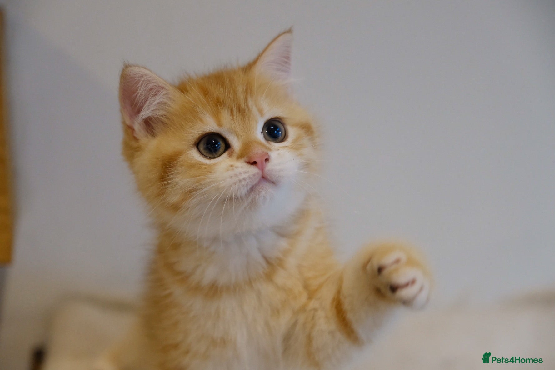 British Shorthair cats Gorgeous BSH GOLDEN BOYS TICA reg - Advert 2