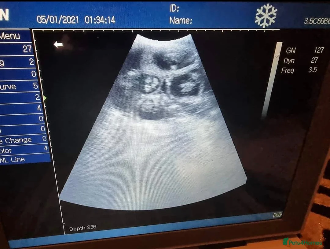 Miniature Poodle dogs for stud: Red Miniature Poodle Stud package Available  in Southampton - Advert 11