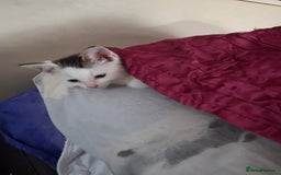 Turkish Angora cats for sale: White Turkish Angora kittens 😸 😍 ♥️  - Advert 9