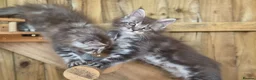 Maine Coon cats for sale: Pure Bred Maine Coon Kittens - Advert 8