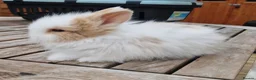 Lionhead rabbits for sale: Purebred Lionheads for sale - Advert 3