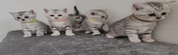 British Shorthair cats for sale: 🏆 Pedigree Silver British Shorthair Kittens 🏆 - Advert 13