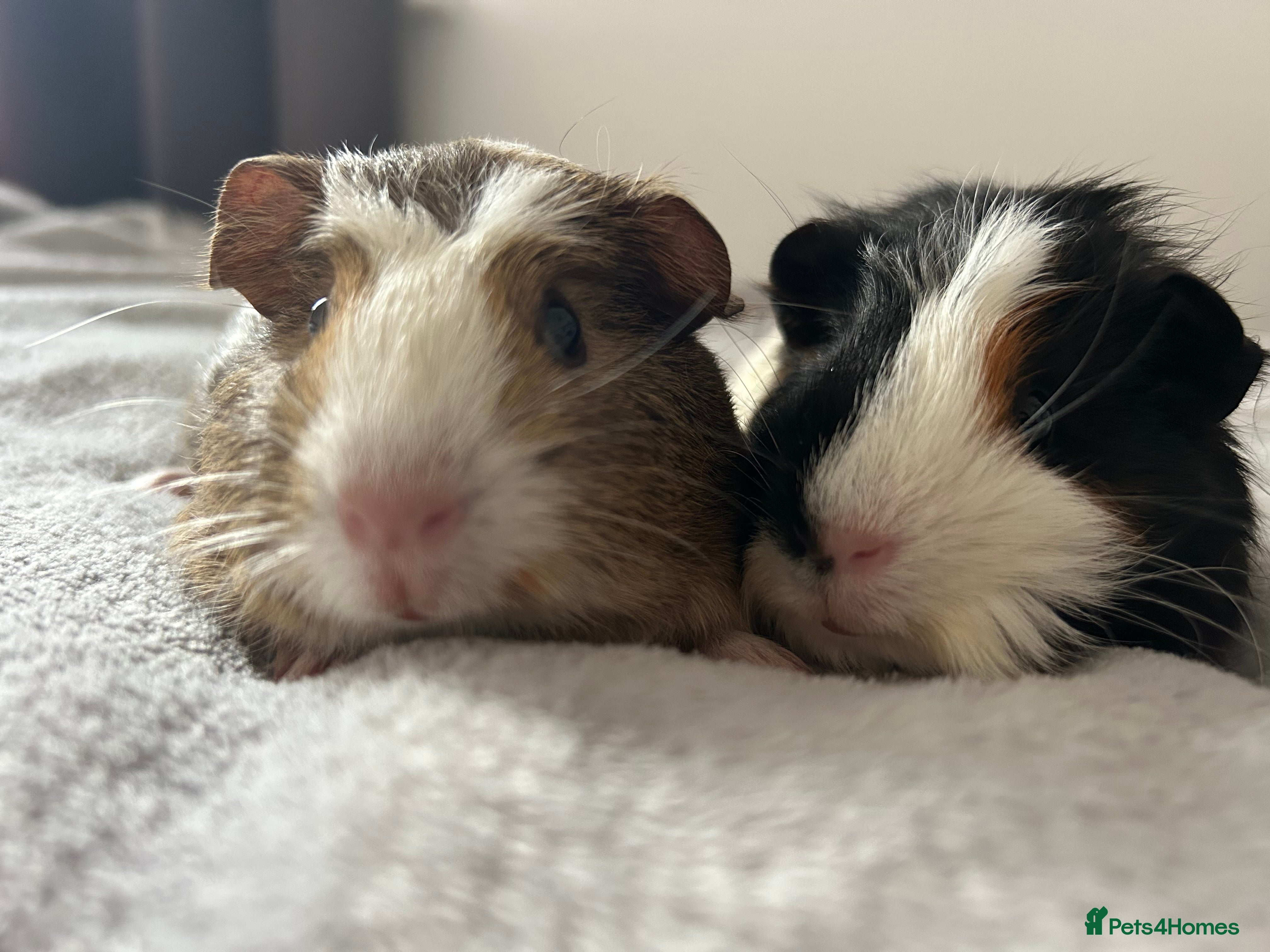 Guinea Pig rodents Two guinea pigs  - Advert 1