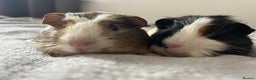 Guinea Pig rodents for sale: Two guinea pigs  - Advert 1