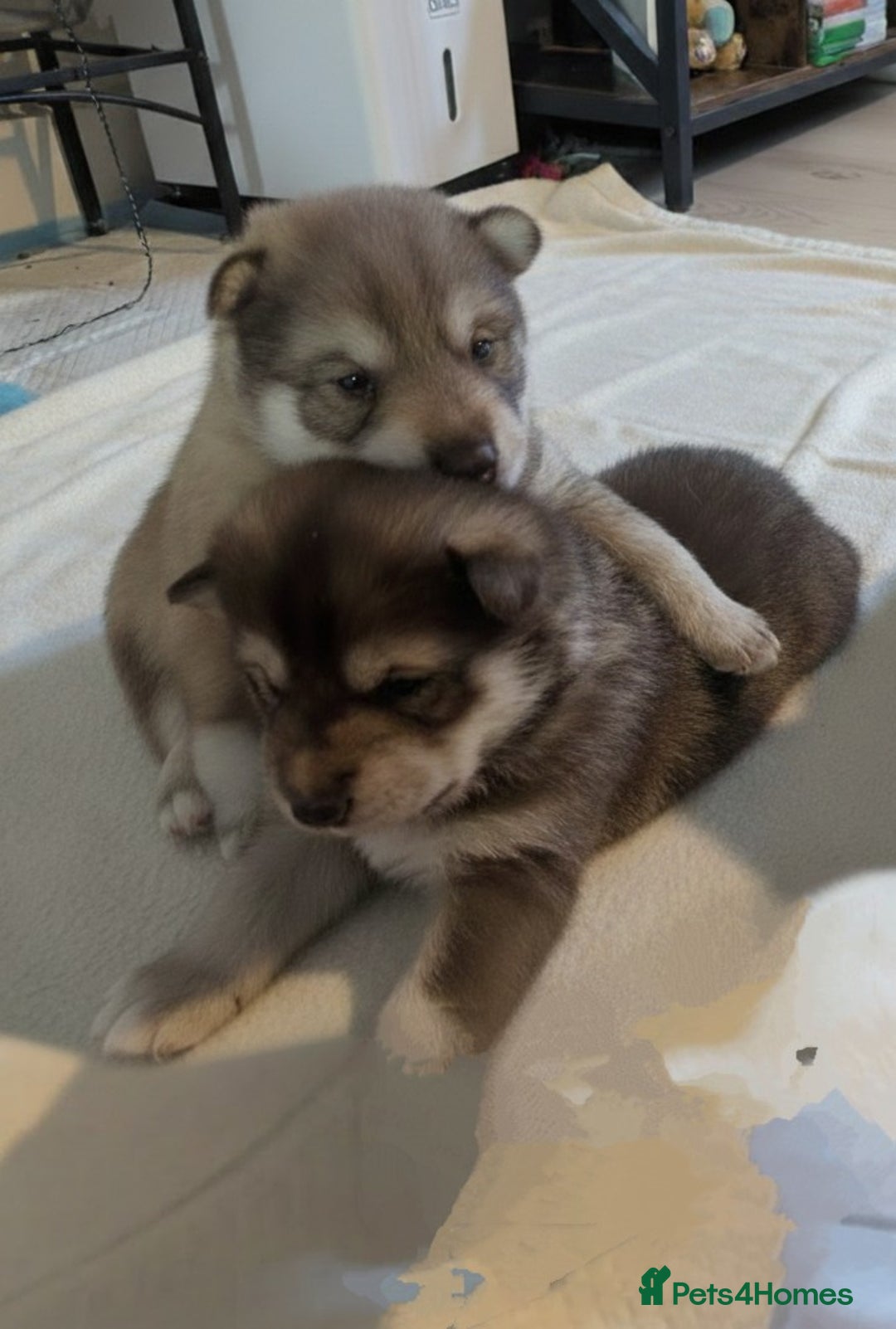 Siberian Husky dogs for sale: Stunning Rare colured,Blue-Eyed Husky Pups - Advert 9