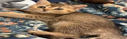 British Shorthair cats for sale: BSH golden chinchila Tica registered 💝🌟🥇🥇🥇🥇 - Advert 3