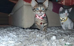Ojos Azules cats for sale: 3 lovely Kittens looking for a forever New home  - Image 2