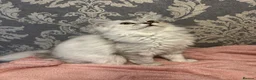 Mixed Breed cats for sale: Persian x Ragdoll 2 female kittens in Northampton - Advert 3