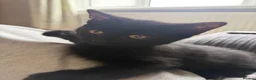 Mixed Breed cats for sale: Beautiful Black Mixed Breed Kittens - Advert 11