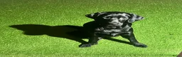 Labrador Retriever dogs for sale: Molly one year old female Labrador pup black  - Advert 5