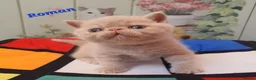Exotic cats for sale: Chunky gorgeous Gccf registered boys  - Advert 2