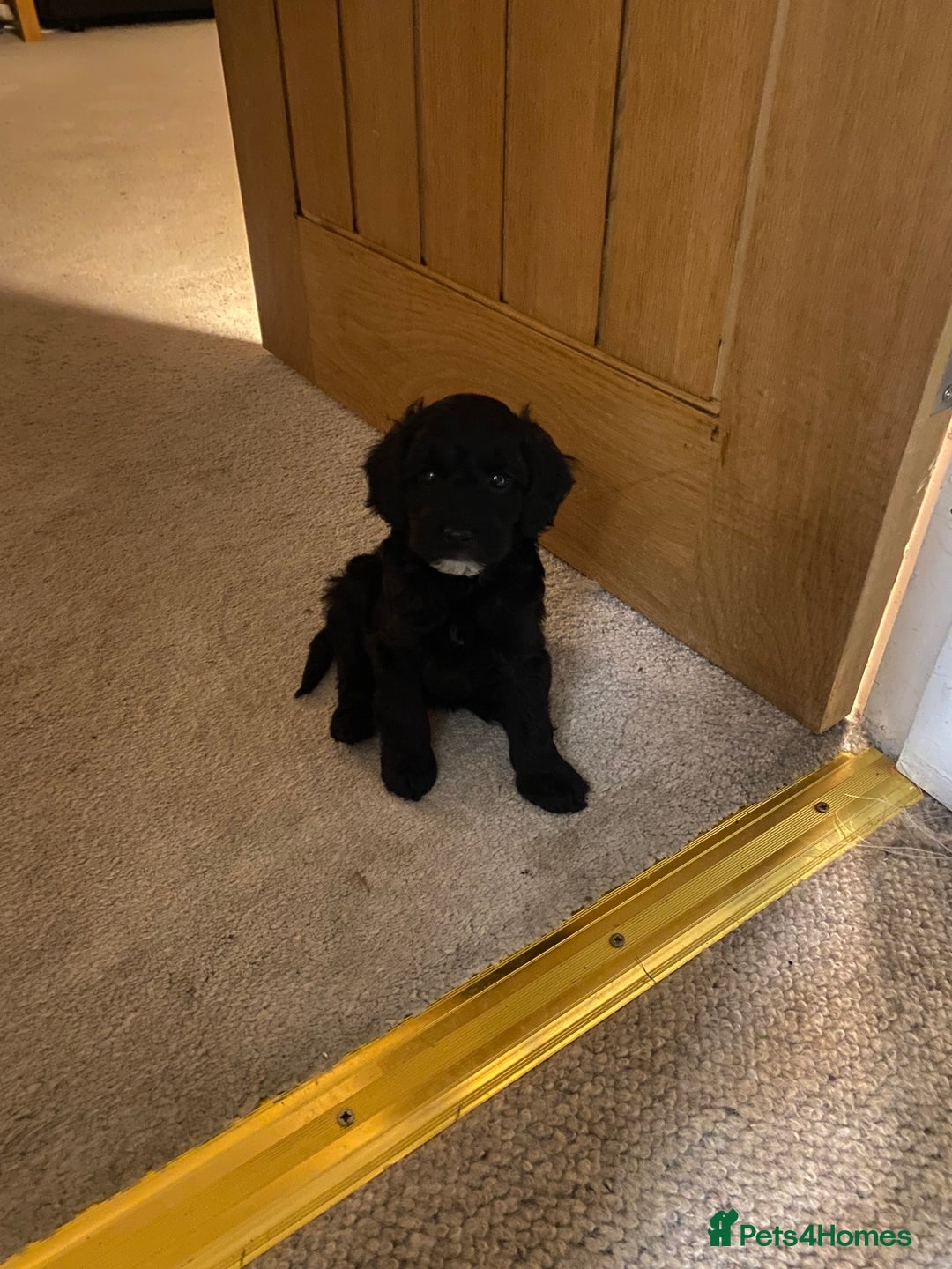 Cockapoo dogs for sale: Cockerpoo puppies Two Boys - Advert 13