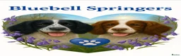English Springer Spaniel dogs for sale: ⭐️ KC Home Reared Tested Springer Pups ⭐️ - Advert 3