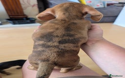 Miniature Dachshund dogs for sale: 2 gorgeous Miniatures available - Image 2