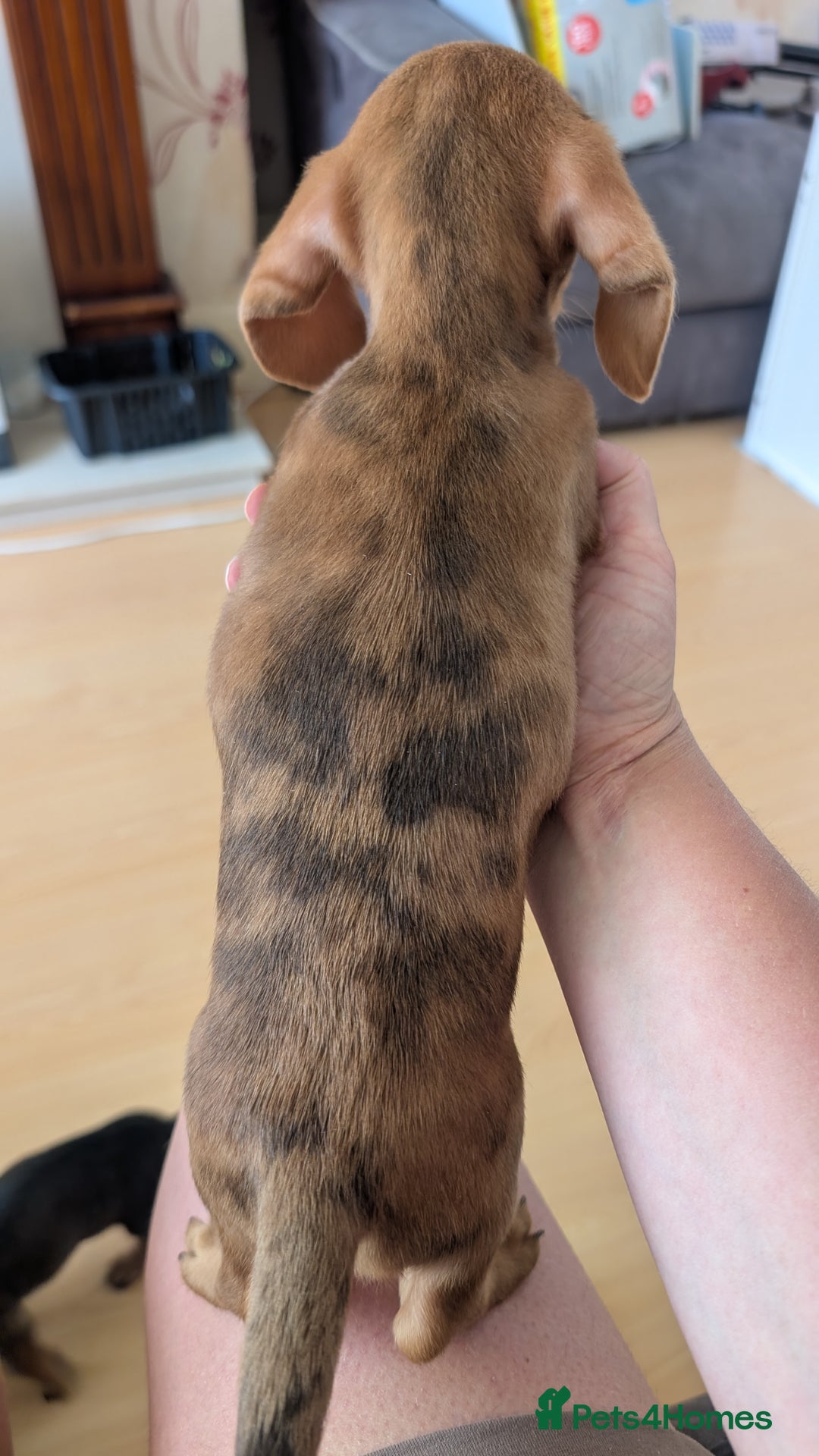 Miniature Dachshund dogs for sale: 2 gorgeous Miniatures available - Image 2