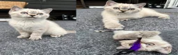 British Shorthair cats for sale: Female Colourpoint British Shorthair Kitten  - Advert 3