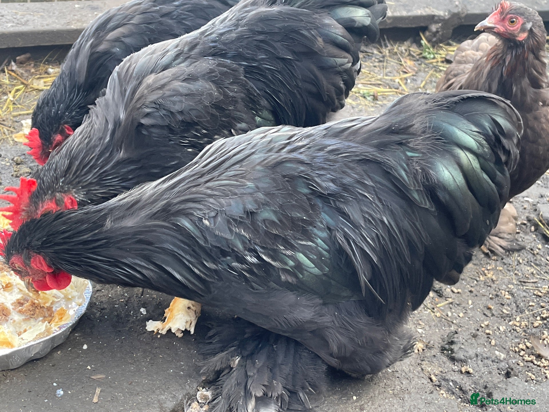 Chickens poultry Pekin Bantam cockerel  - Advert 1
