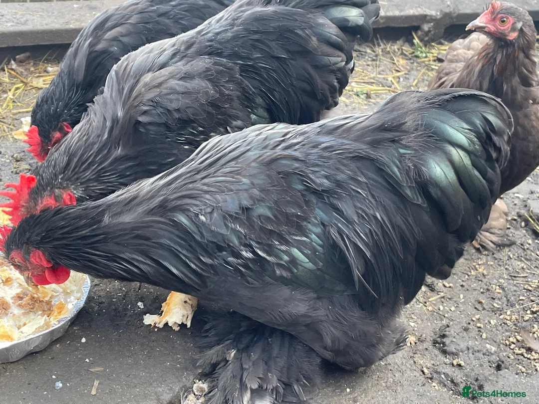 Chickens poultry for sale: Pekin Bantam cockerel  in Brierley Hill - Advert 1