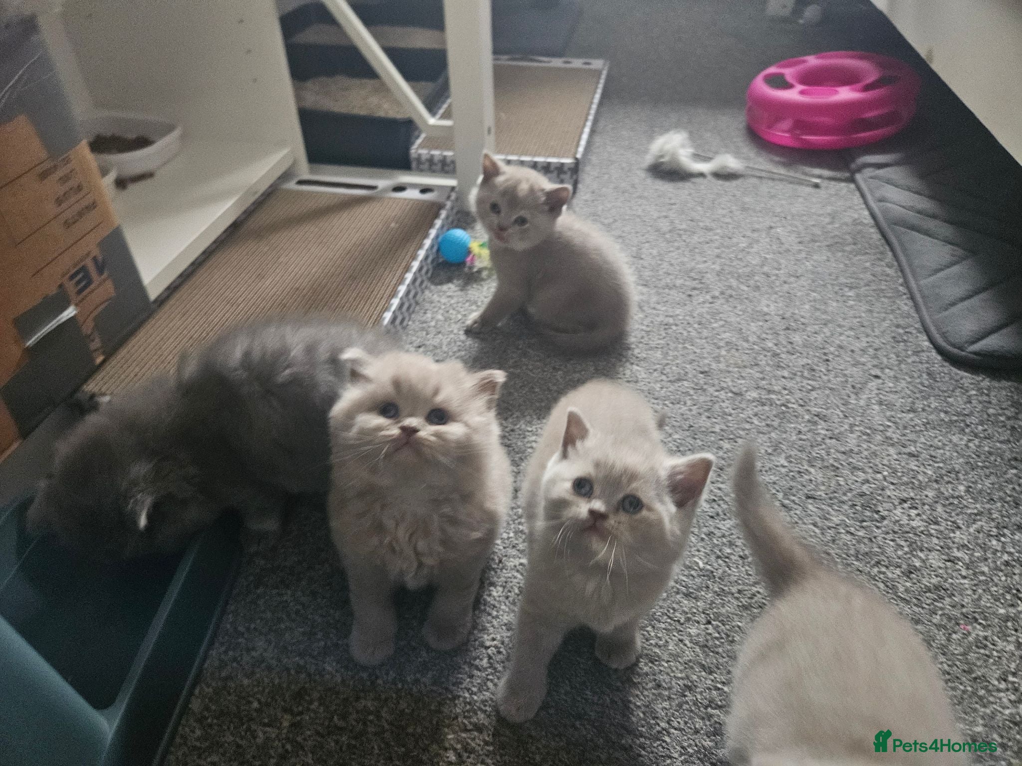 British Shorthair cats British shorthair  - Advert 1