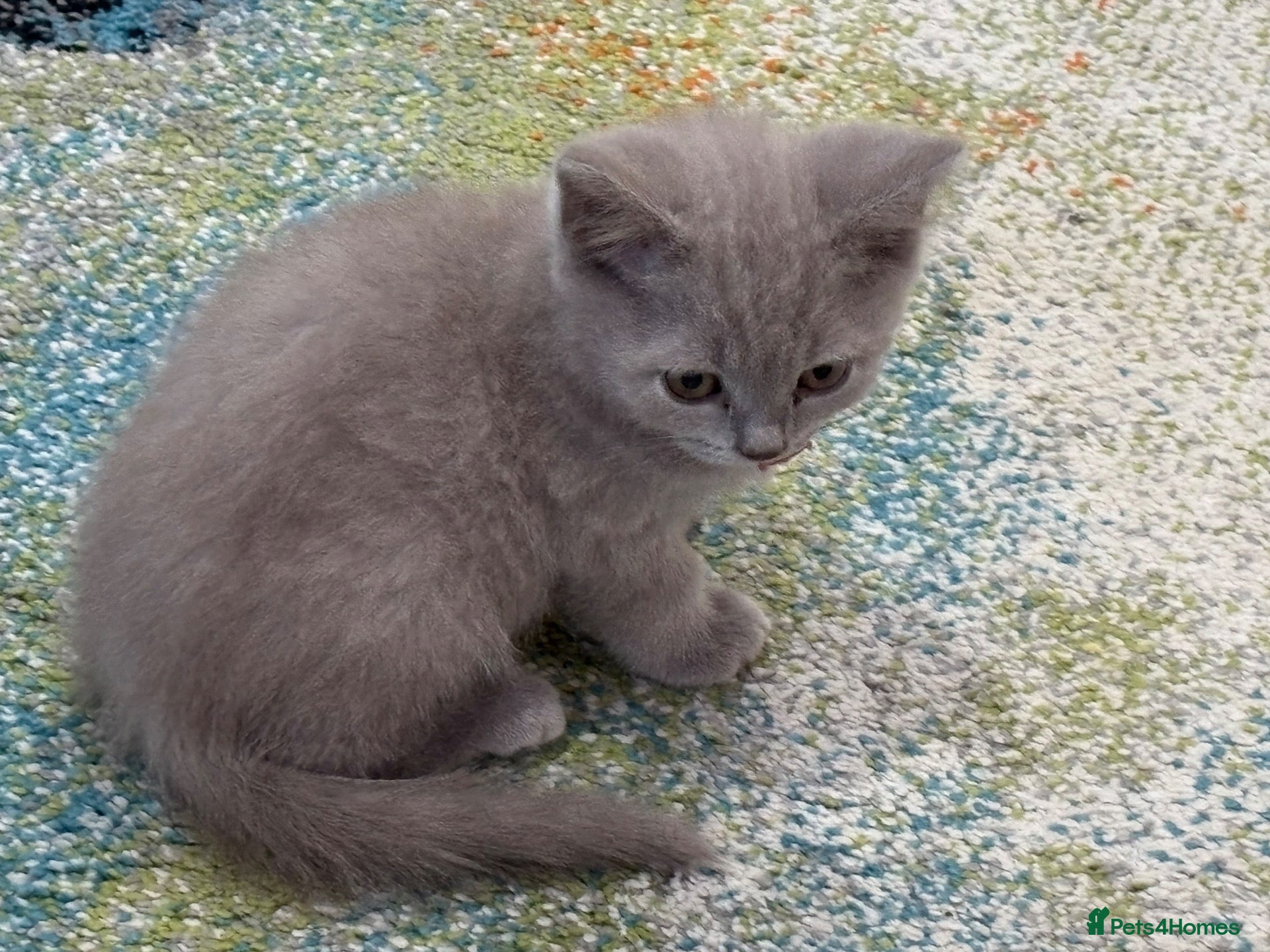 British Longhair cats One stunning and very friendly kitten - Advert 2