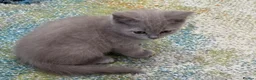 British Longhair cats for sale: One stunning and very friendly kitten - Advert 7