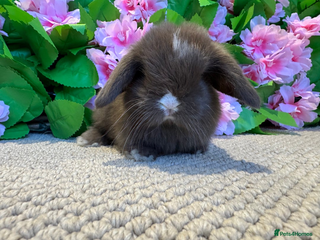 Mini Lop rabbits for sale: 3 mini lops ready to reserve  - Image 8