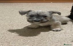 Mixed Breed dogs for sale: Adorable wauzer puppies for sale  - Image 4