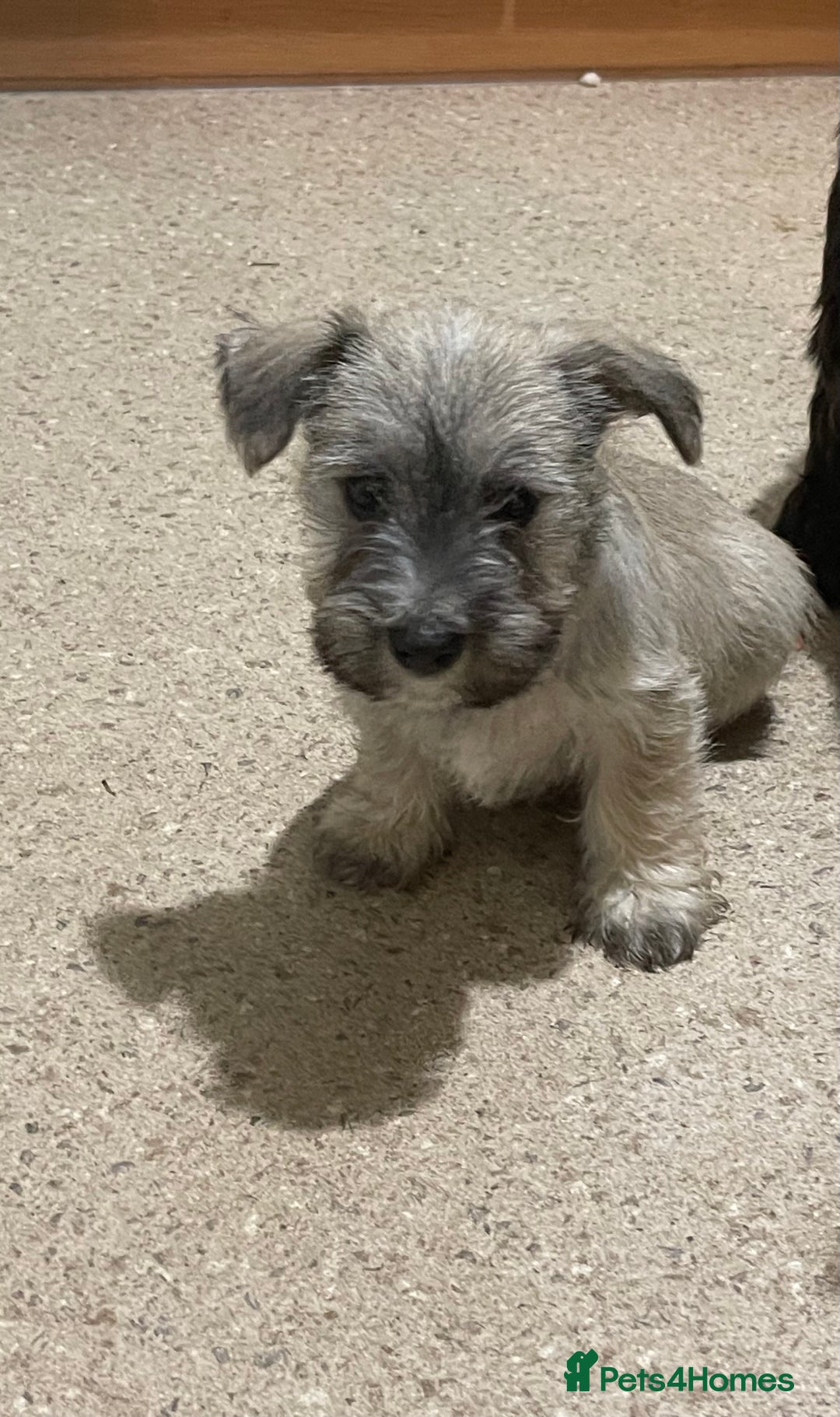 Mixed Breed dogs for sale: Adorable wauzer puppies for sale  - Image 4
