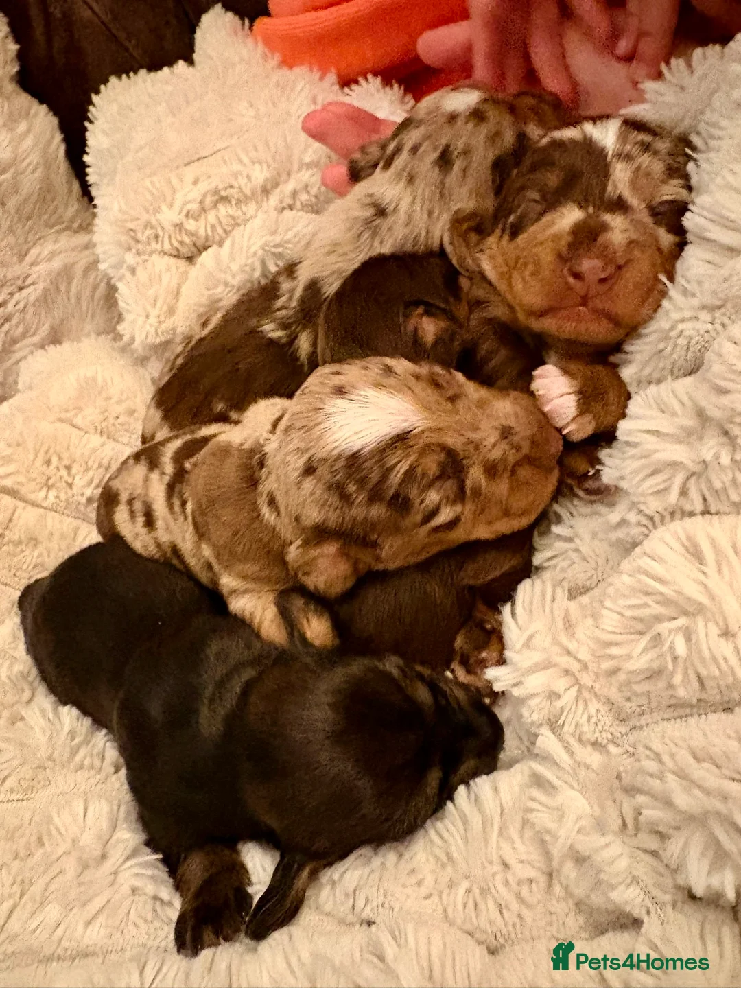 Dachshund dogs for sale: Meet Our Adorable Wire-haired Dachshund Puppies!  in Morpeth - Advert 1